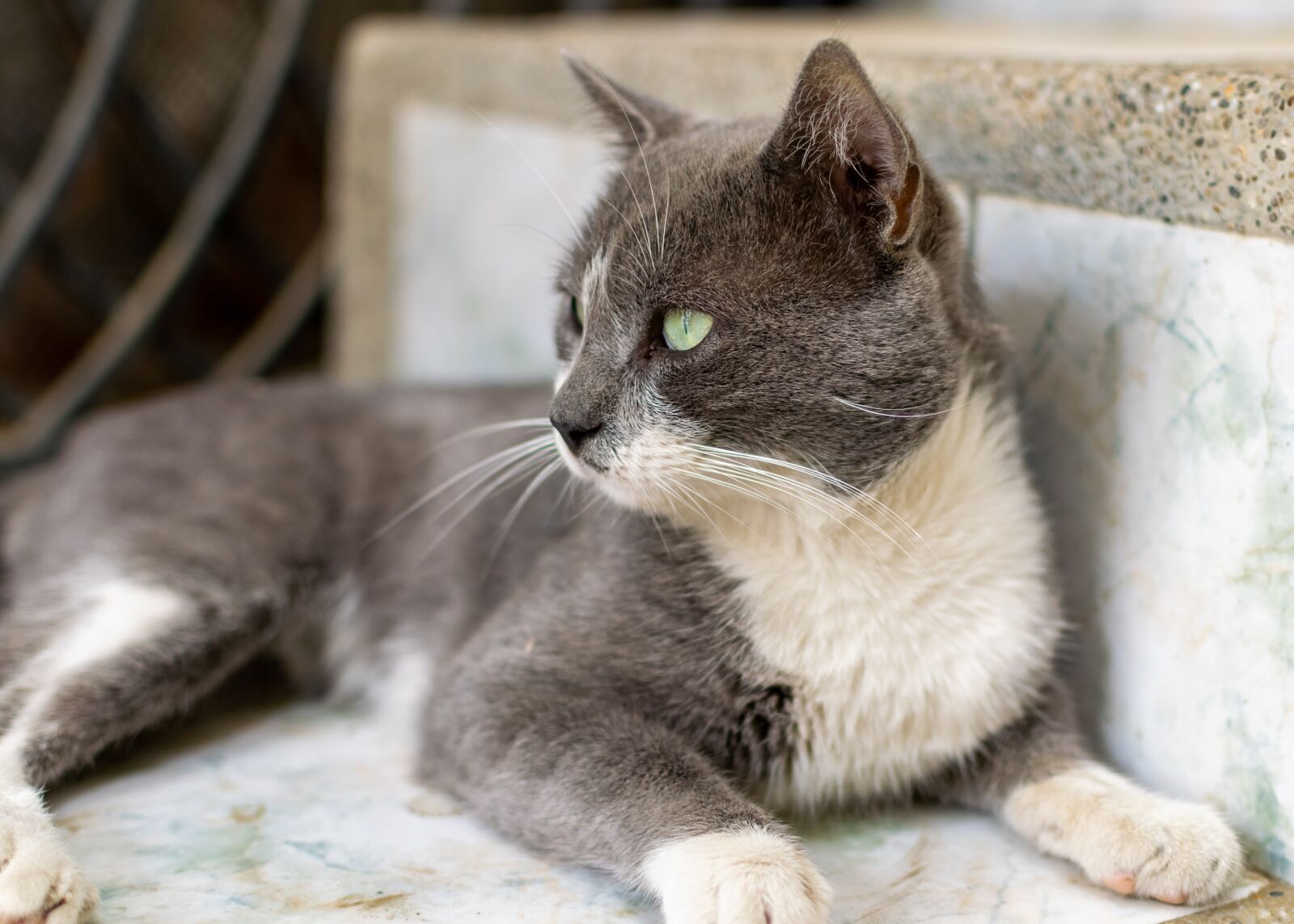 Nikon D5300 sample photo. Cat, animal, cute photography