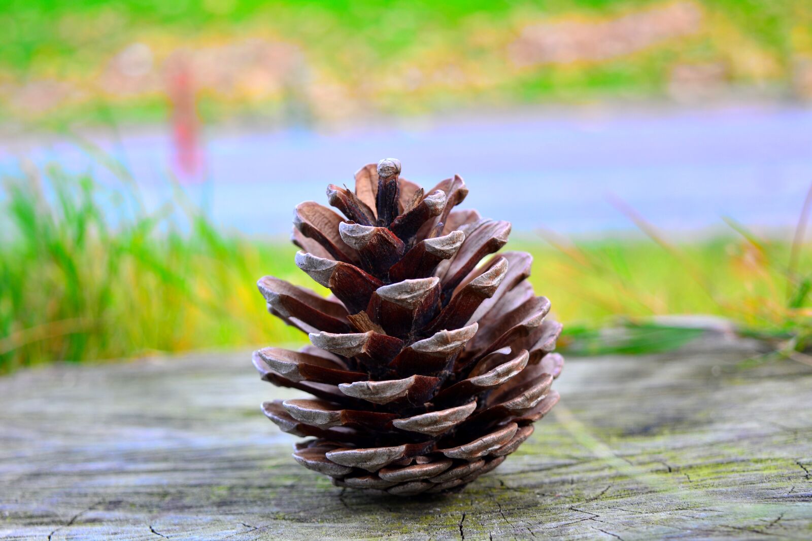 Nikon D5200 sample photo. Pine, cone, green photography