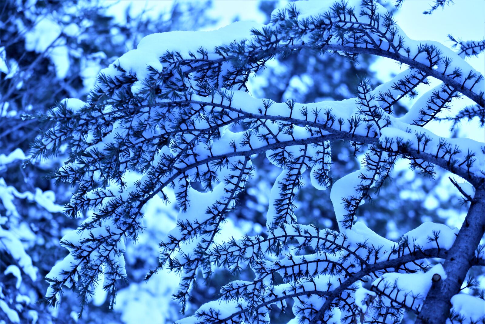 Canon EF 70-300mm F4-5.6L IS USM sample photo. Snow, winter, nature photography