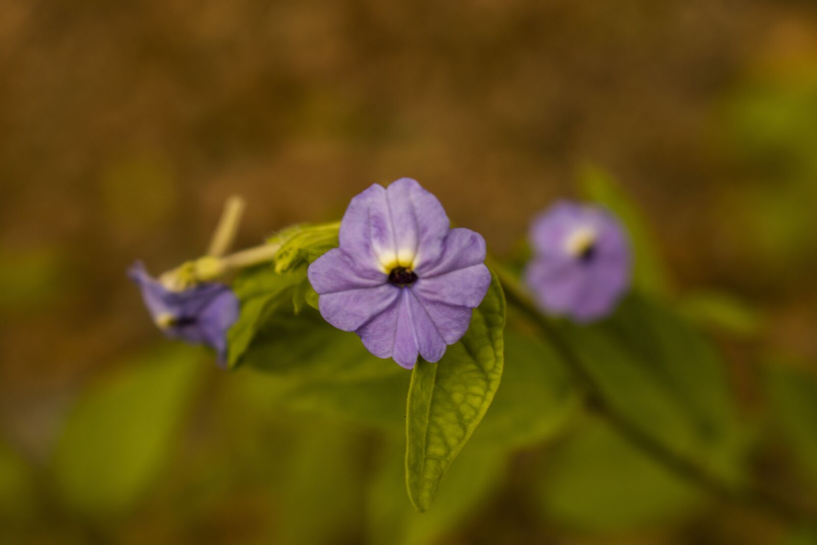Canon EOS 750D (EOS Rebel T6i / EOS Kiss X8i) sample photo. Purple flower, nature, plant photography