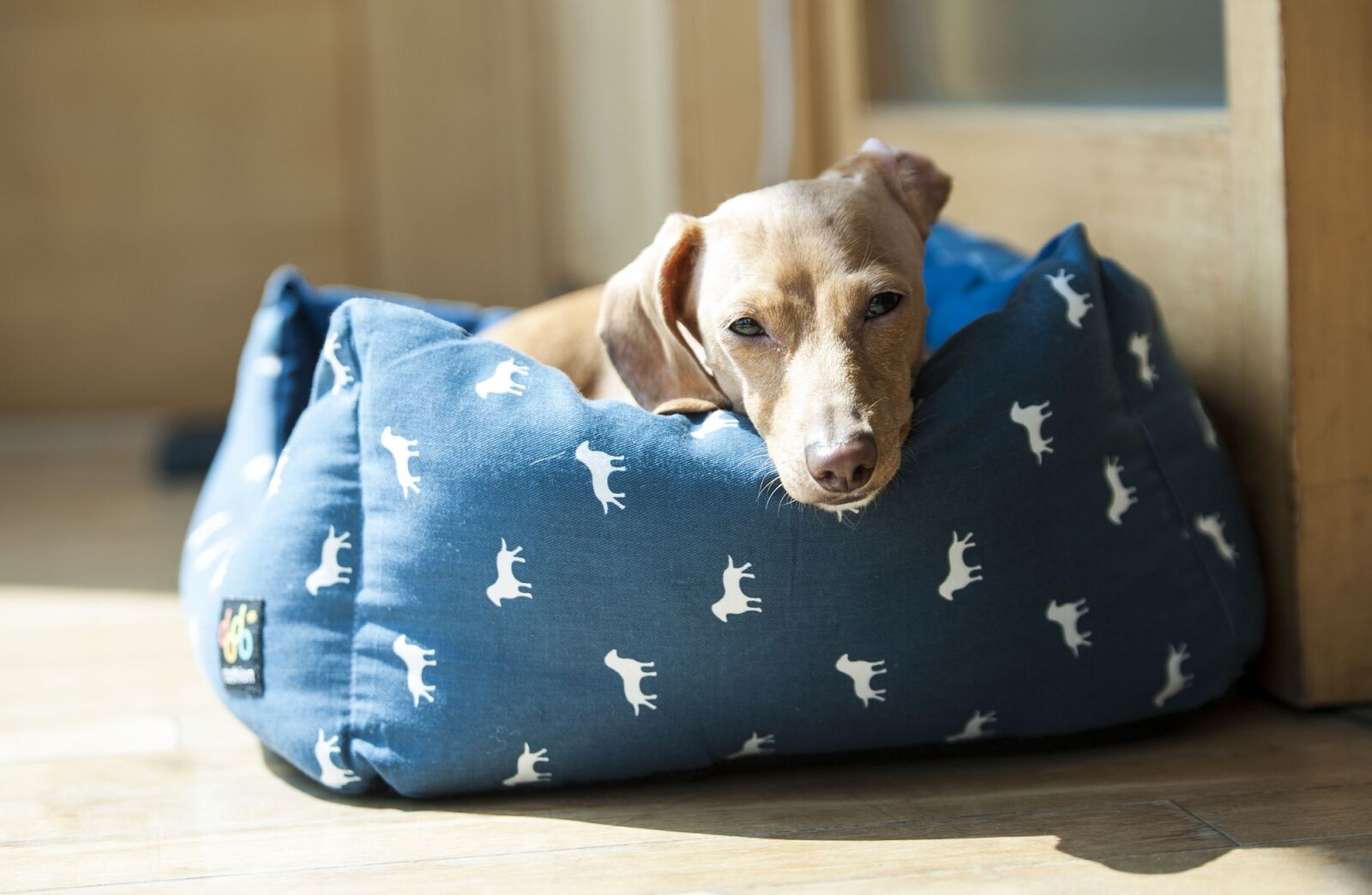 Nikon D700 sample photo. Dog, dachshund, looking photography