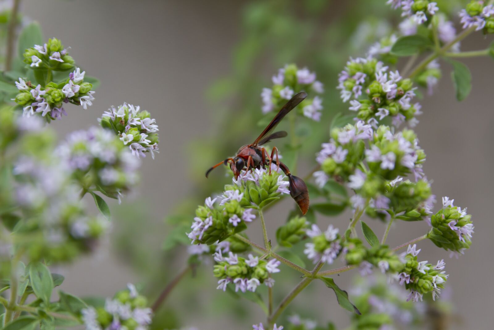 Canon EF 28-135mm F3.5-5.6 IS USM sample photo. Vespa, insect, flower photography