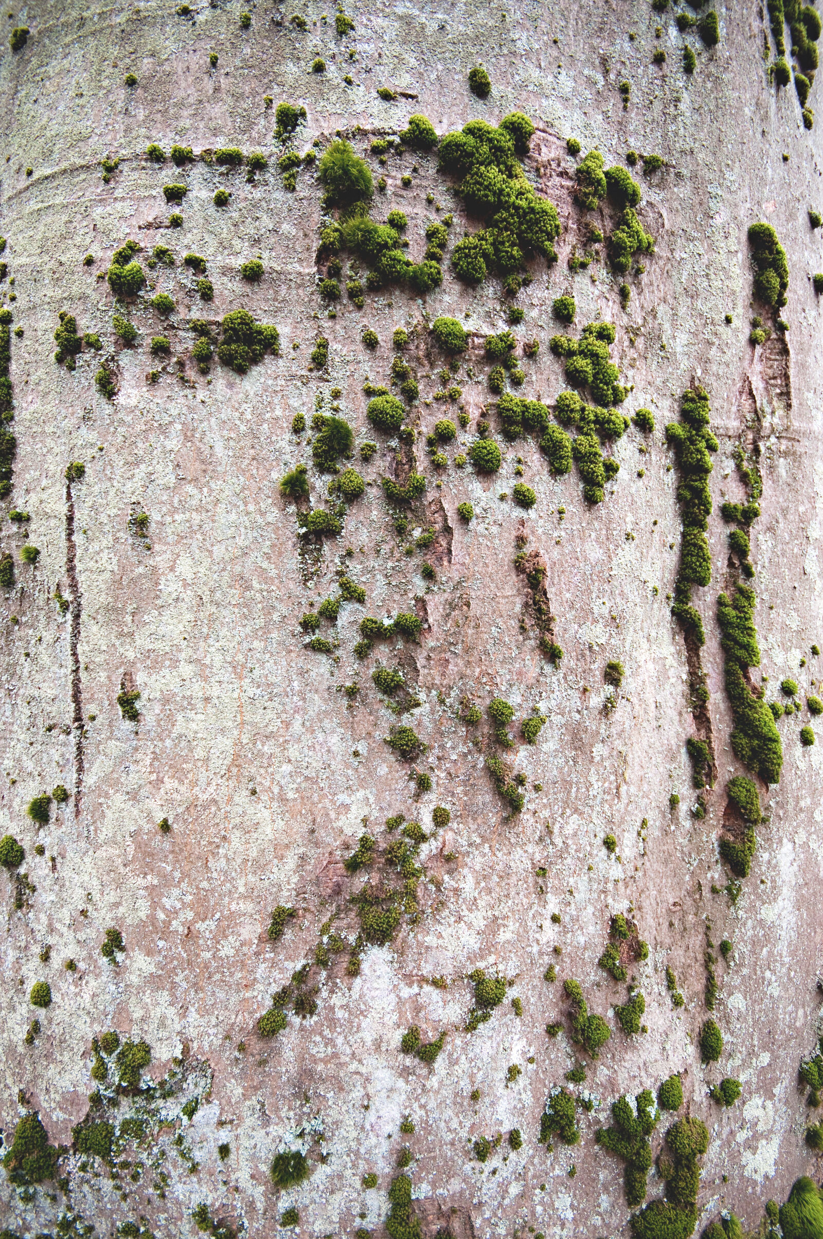 Nikon D300 sample photo. Bark, botanical, moss, plant photography