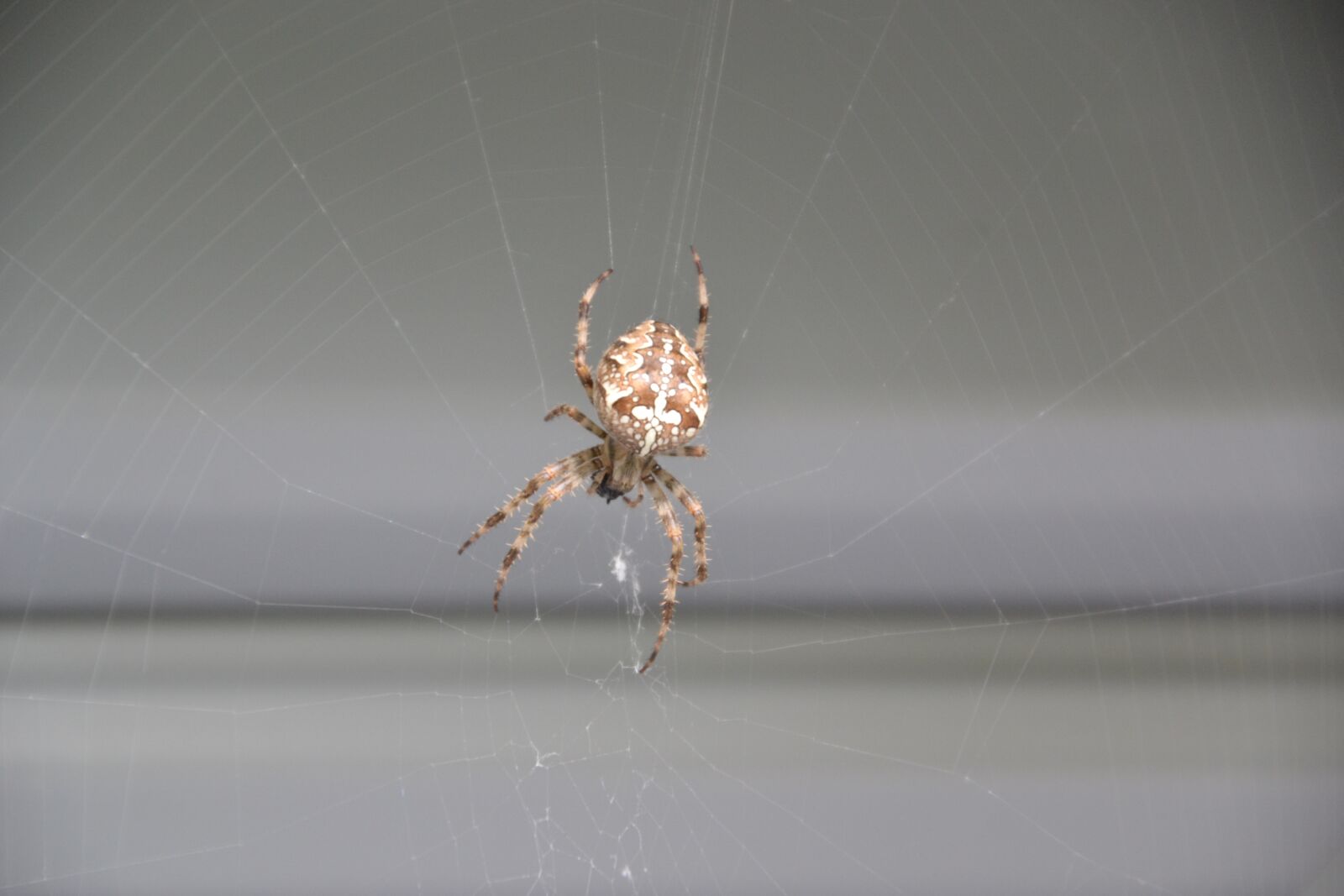 Nikon D3100 sample photo. Spider, insect, araneus photography
