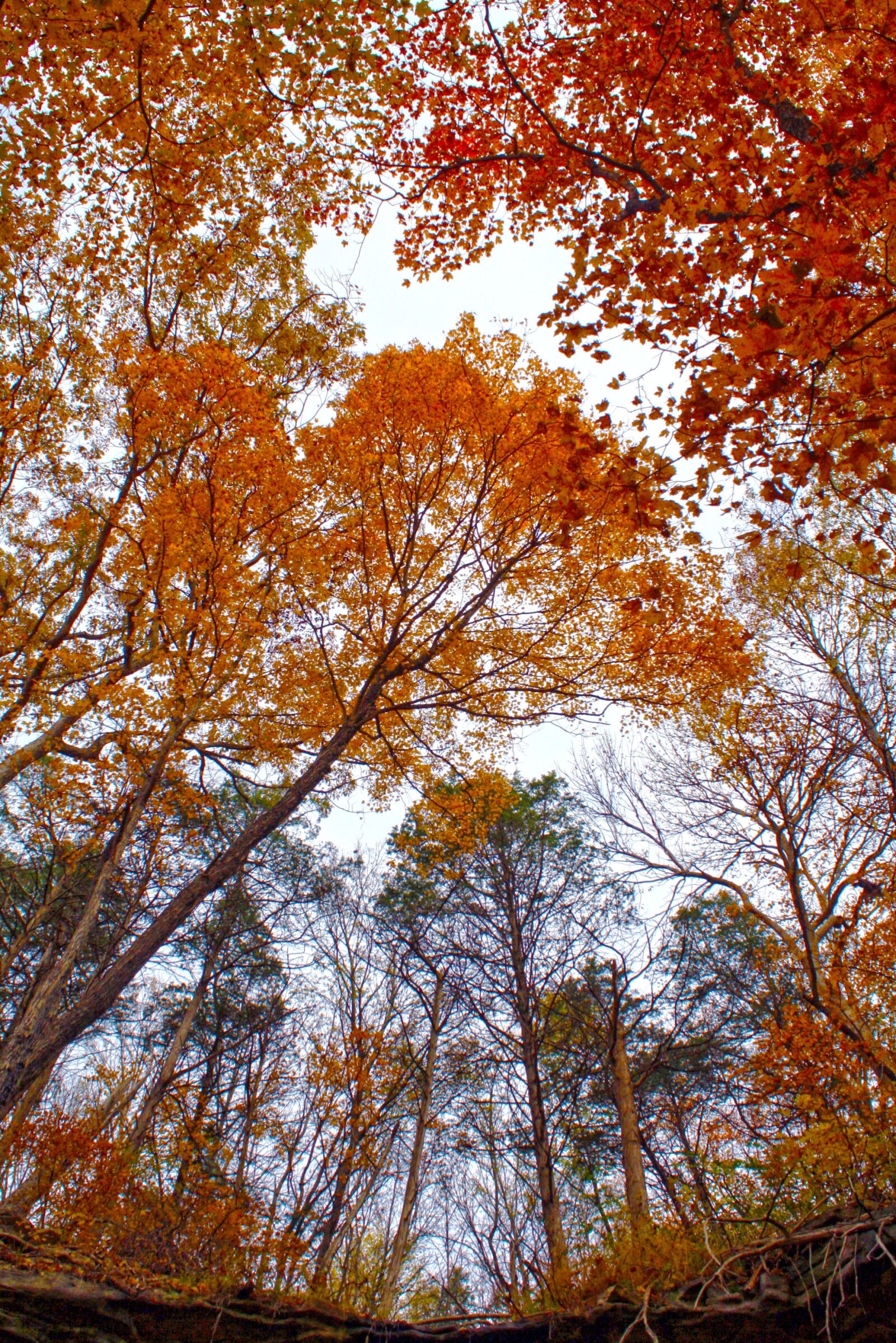 Canon EOS 1000D (EOS Digital Rebel XS / EOS Kiss F) sample photo. Outdoor, tree, forest photography
