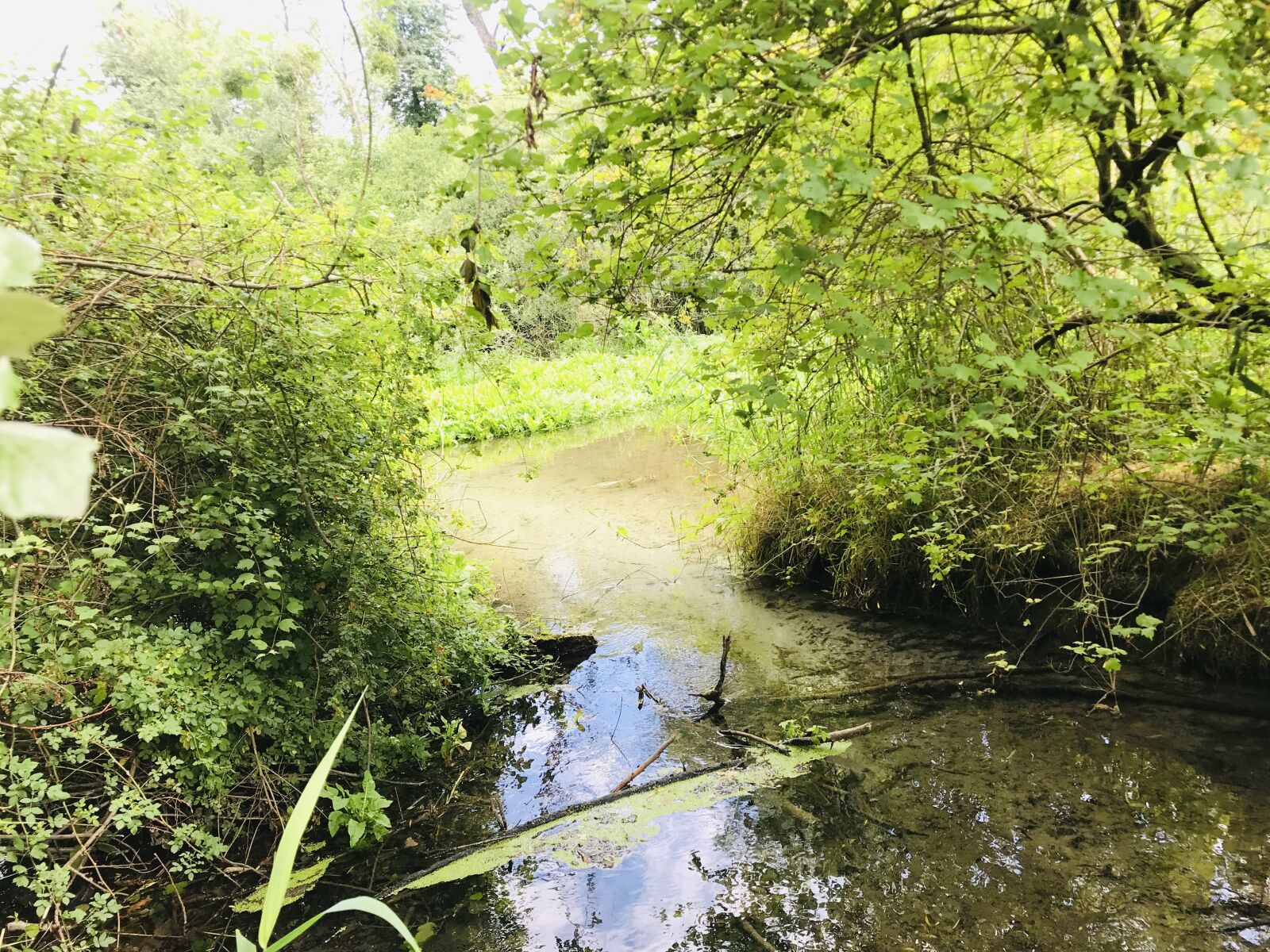 iPhone 7 back camera 3.99mm f/1.8 sample photo. Rheinauen, water, nature photography