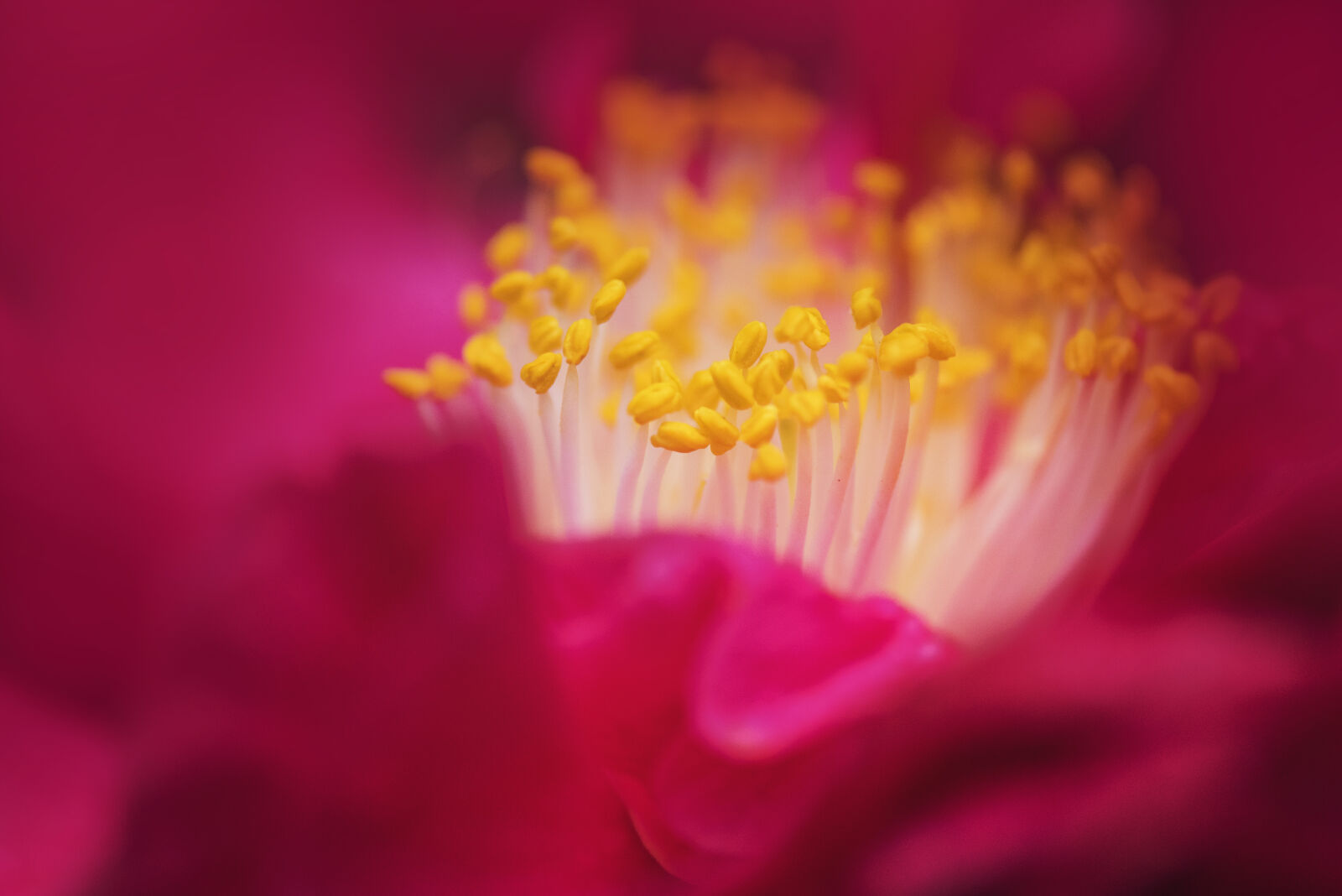 Nikon AF-S Micro-Nikkor 105mm F2.8G IF-ED VR sample photo. Beautiful, blossom, blur, botanical photography