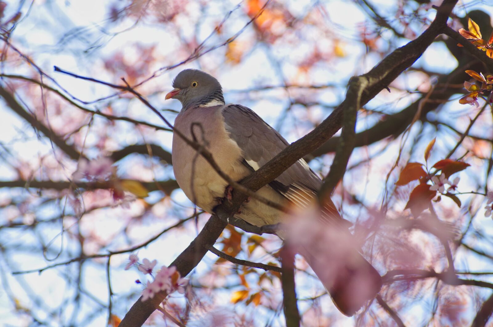 Pentax K-30 sample photo. Ringdove, the wood-pigeon, dove photography