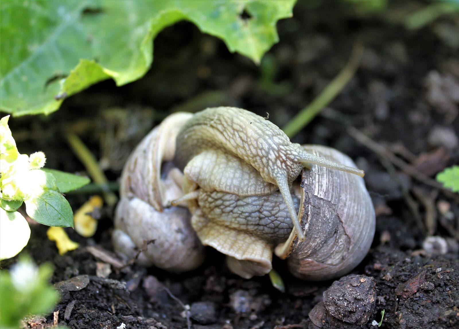 Canon EOS 1100D (EOS Rebel T3 / EOS Kiss X50) sample photo. Escargots, reproduction, snail photography