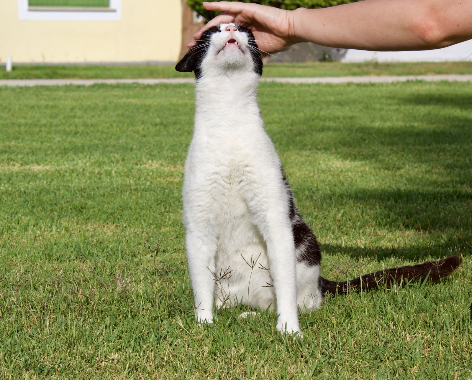 Canon EOS 1300D (EOS Rebel T6 / EOS Kiss X80) sample photo. Petting, cat, head photography