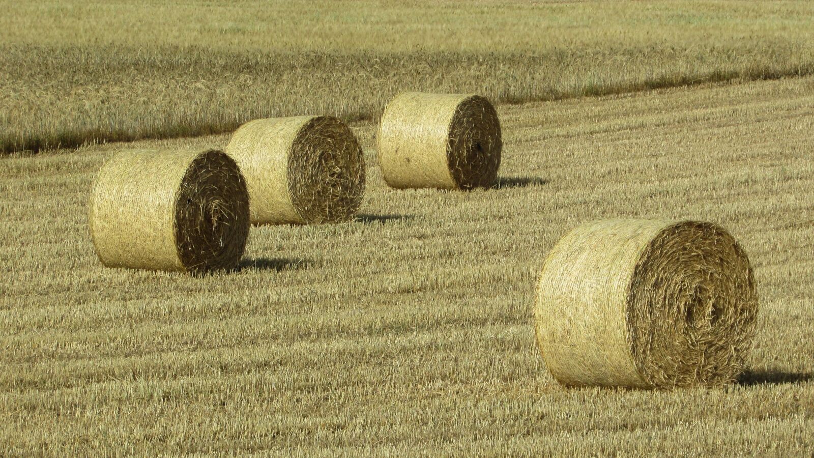 Canon PowerShot SX400 IS sample photo. Forage, dry grass, countryside photography