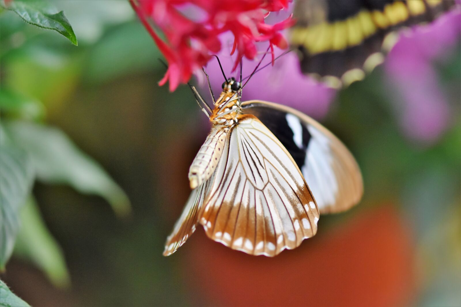 Nikon D7200 sample photo. Butterfly, tropical butterfly, exotic photography