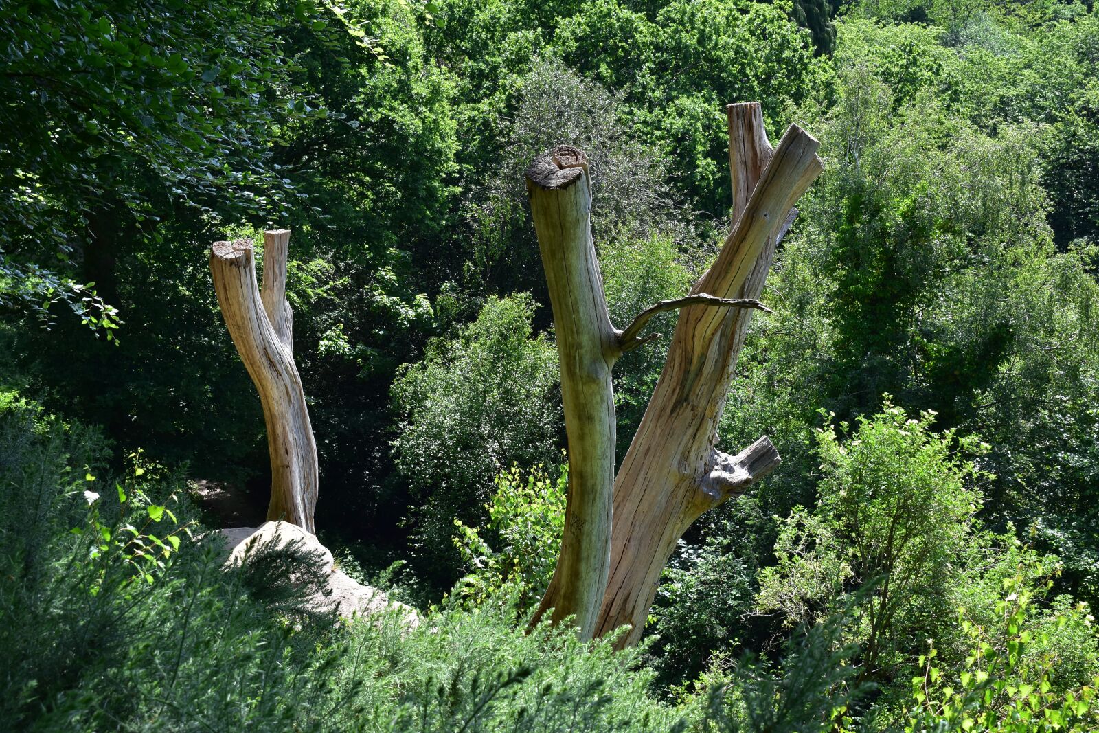 Nikon D3400 sample photo. Tree, mystical, wood photography