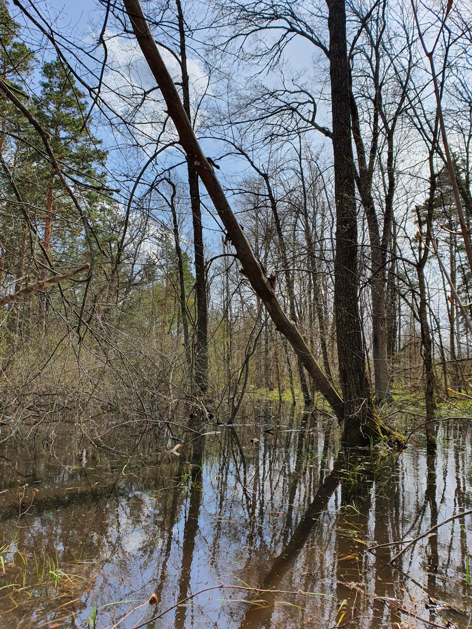 Samsung Galaxy S10 sample photo. Swamp, bay, trees photography