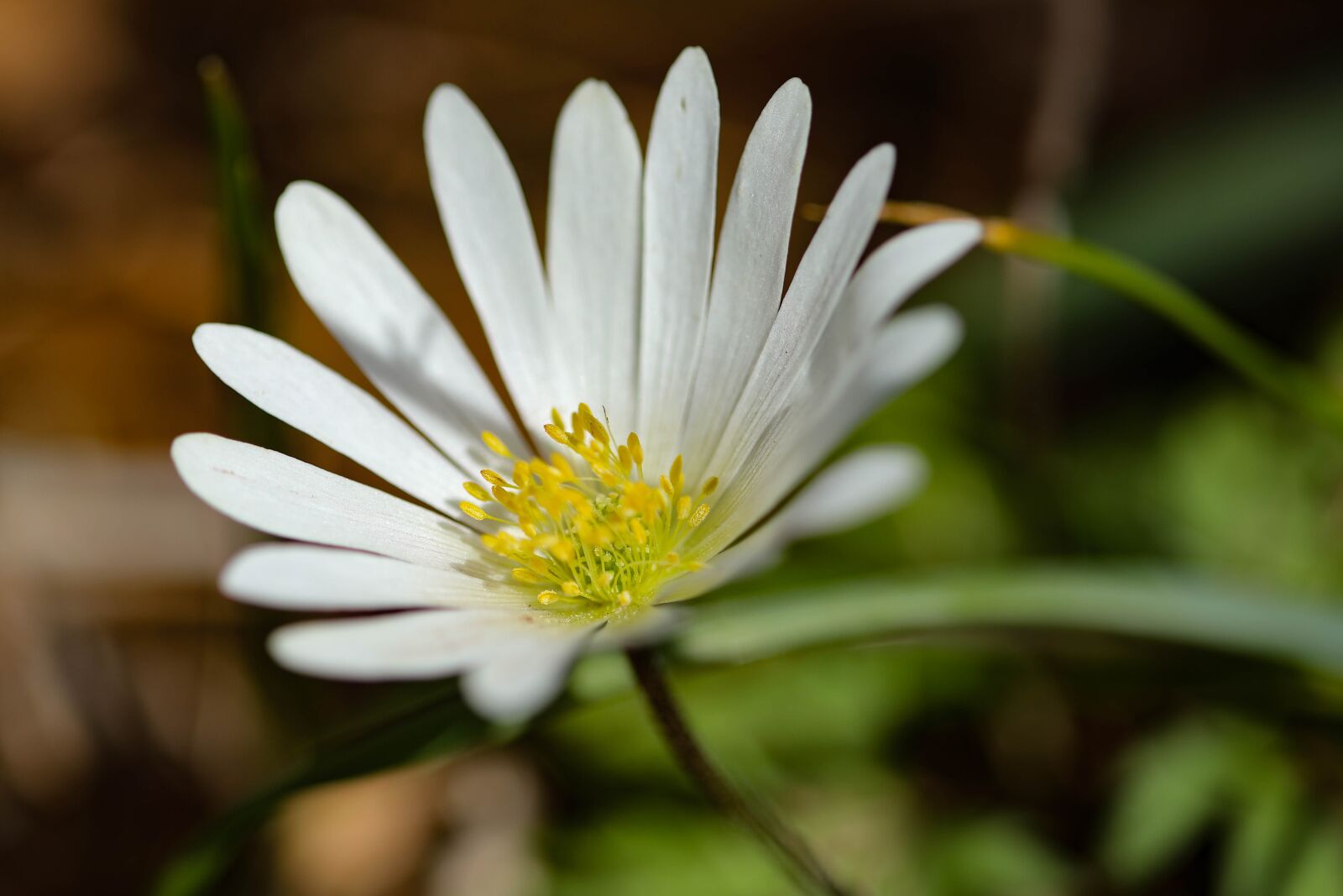 Canon EF 100mm F2.8 Macro USM sample photo. Flower, white, closeup photography