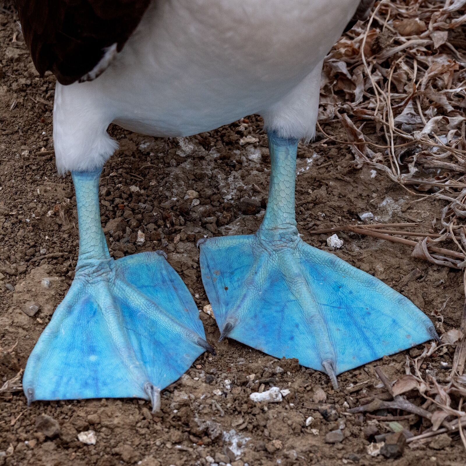 LEICA DG 100-400/F4.0-6.3 sample photo. Ecuador, blue-footed booby, blue-footed photography