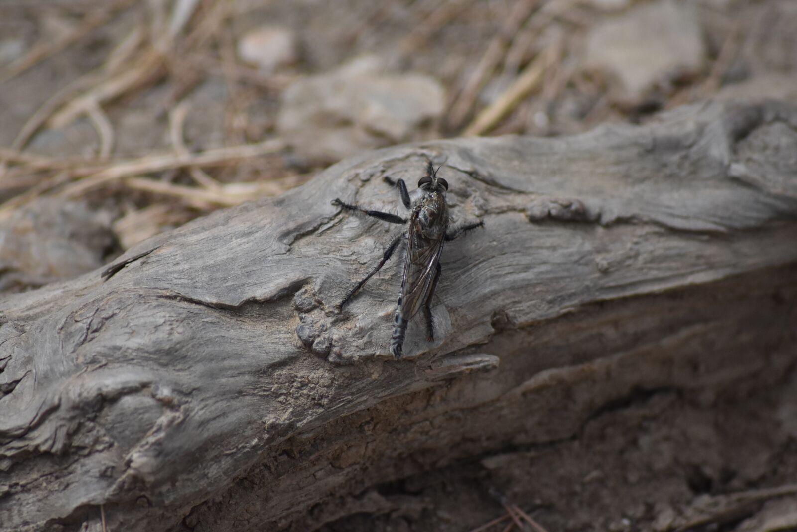 Nikon D3400 sample photo. Machimus maximus, www, nature-surprising photography