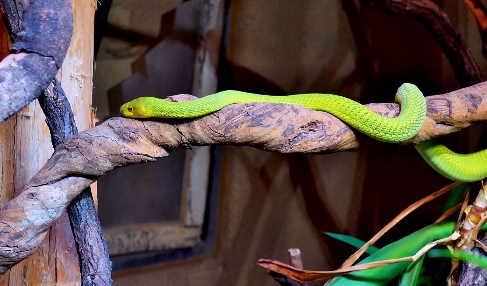 Sony a99 II sample photo. Snake, green mamba, highly photography