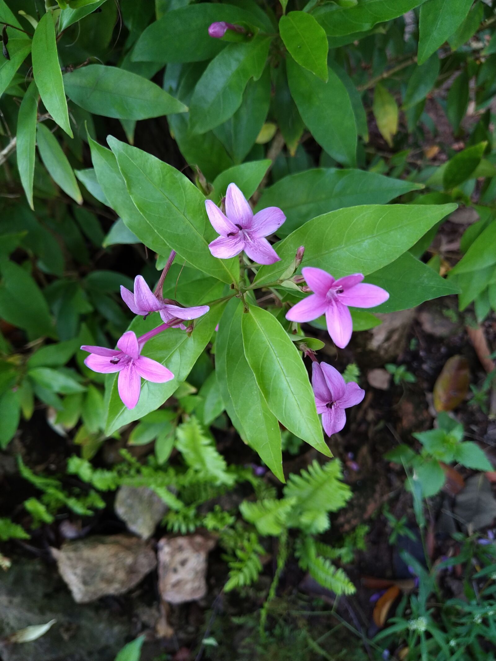 ASUS X01BDA sample photo. Background, flower, ground photography