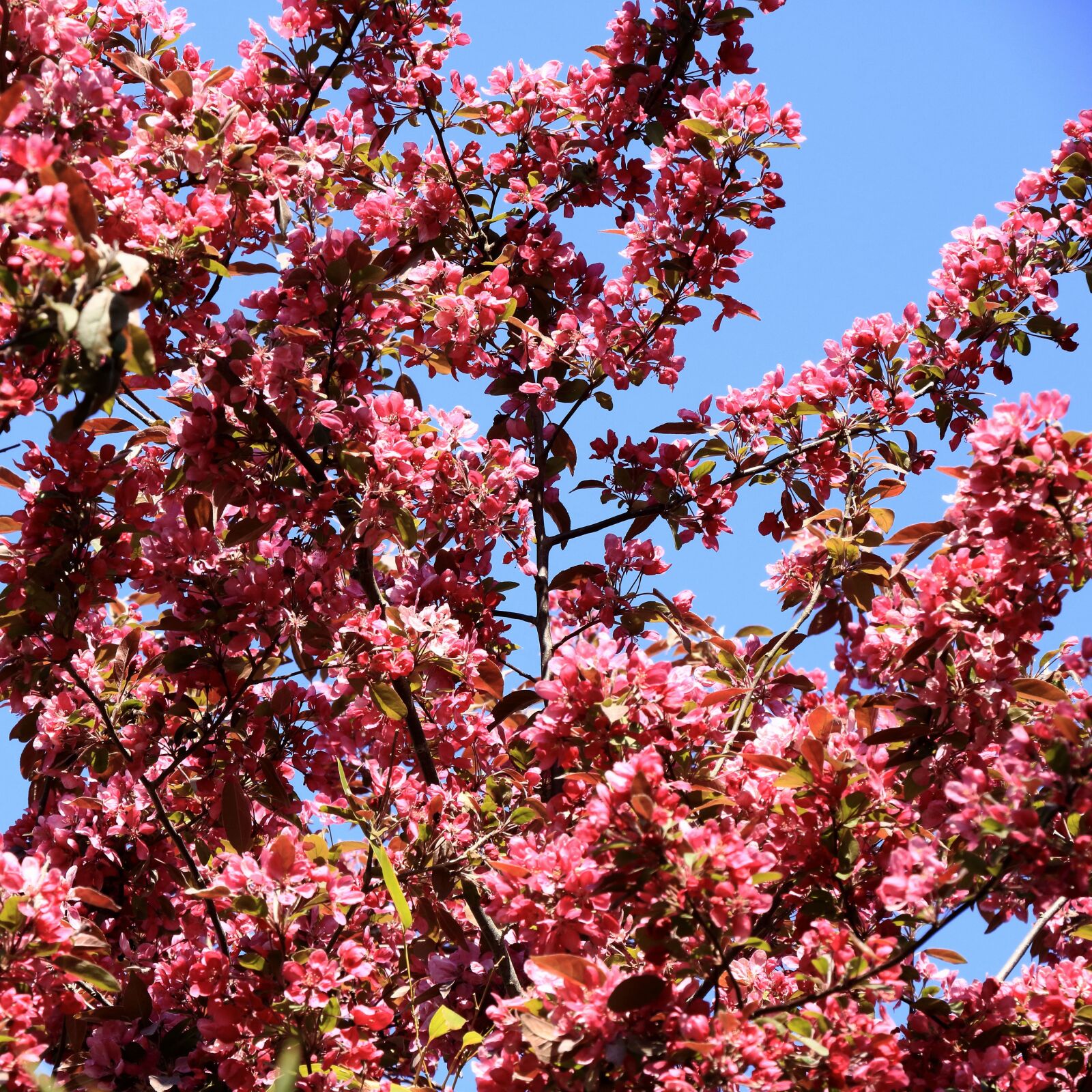 Canon EOS 750D (EOS Rebel T6i / EOS Kiss X8i) sample photo. Pink, flowers, garden photography