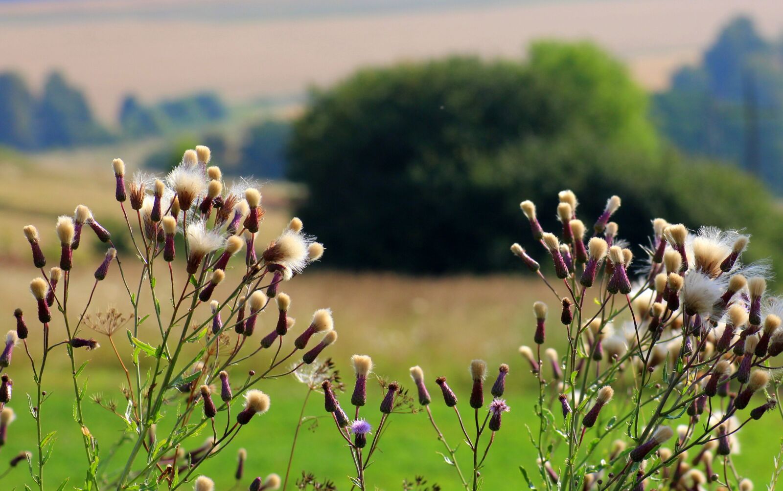 Canon EOS 1200D (EOS Rebel T5 / EOS Kiss X70 / EOS Hi) sample photo. Vegetation, wildflowers, field photography
