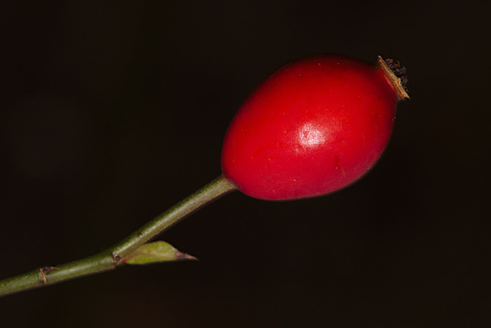 Canon EOS M5 + Canon EF-M 18-150mm F3.5-6.3 IS STM sample photo. Autumn, rose hip, red photography