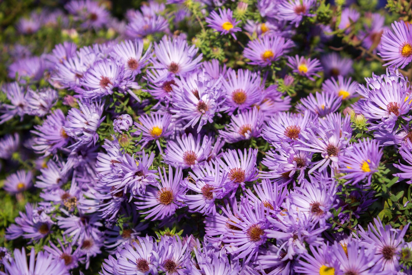 Canon EOS 600D (Rebel EOS T3i / EOS Kiss X5) sample photo. Flower, nature, flora photography