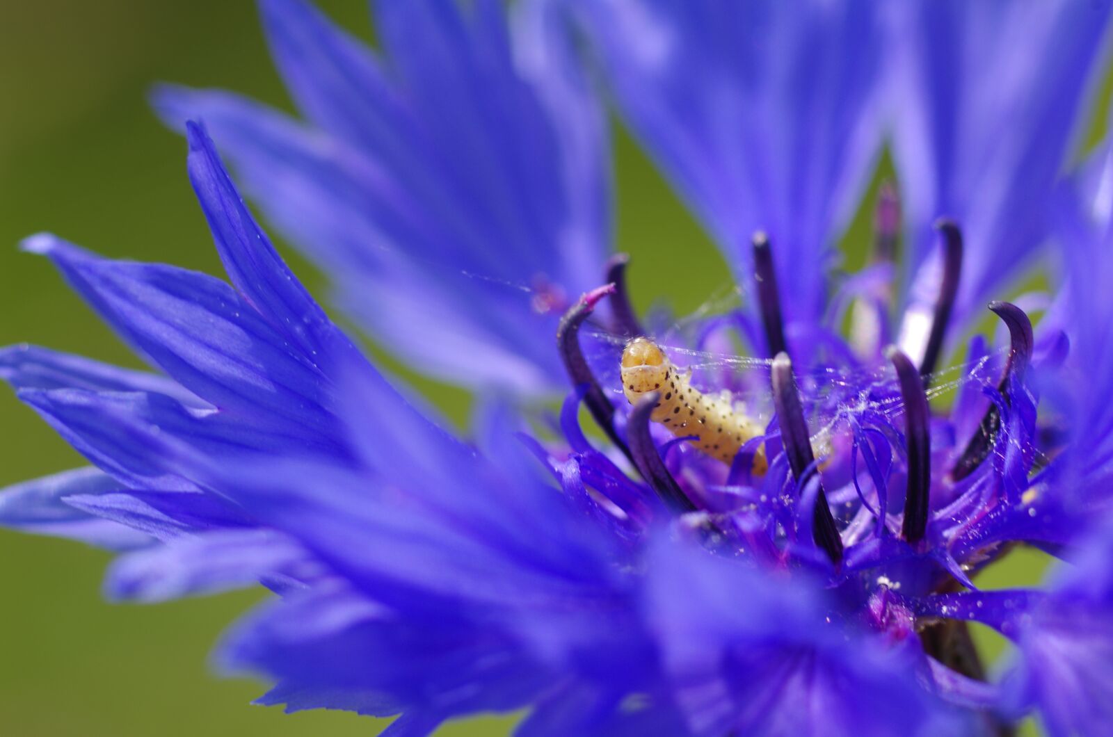 Pentax K-5 sample photo. Caterpillar, spin, cornflower photography