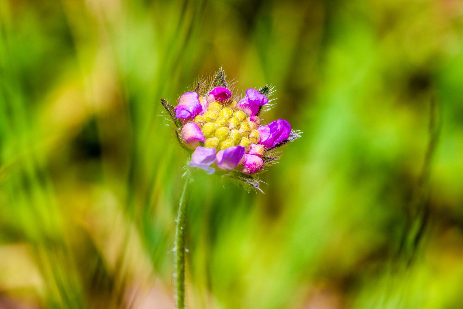 Canon EOS 7D Mark II sample photo. Flowers, wild flowers, summer photography