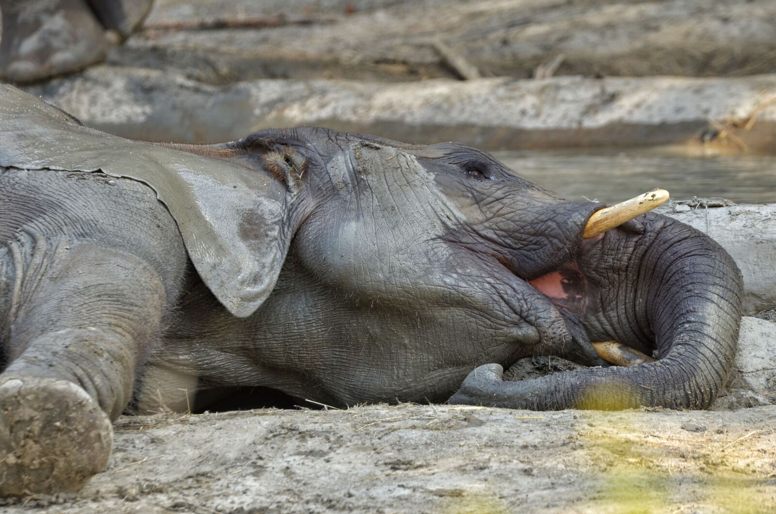 Nikon D7000 sample photo. Elephant, zoo, schönbrunn photography