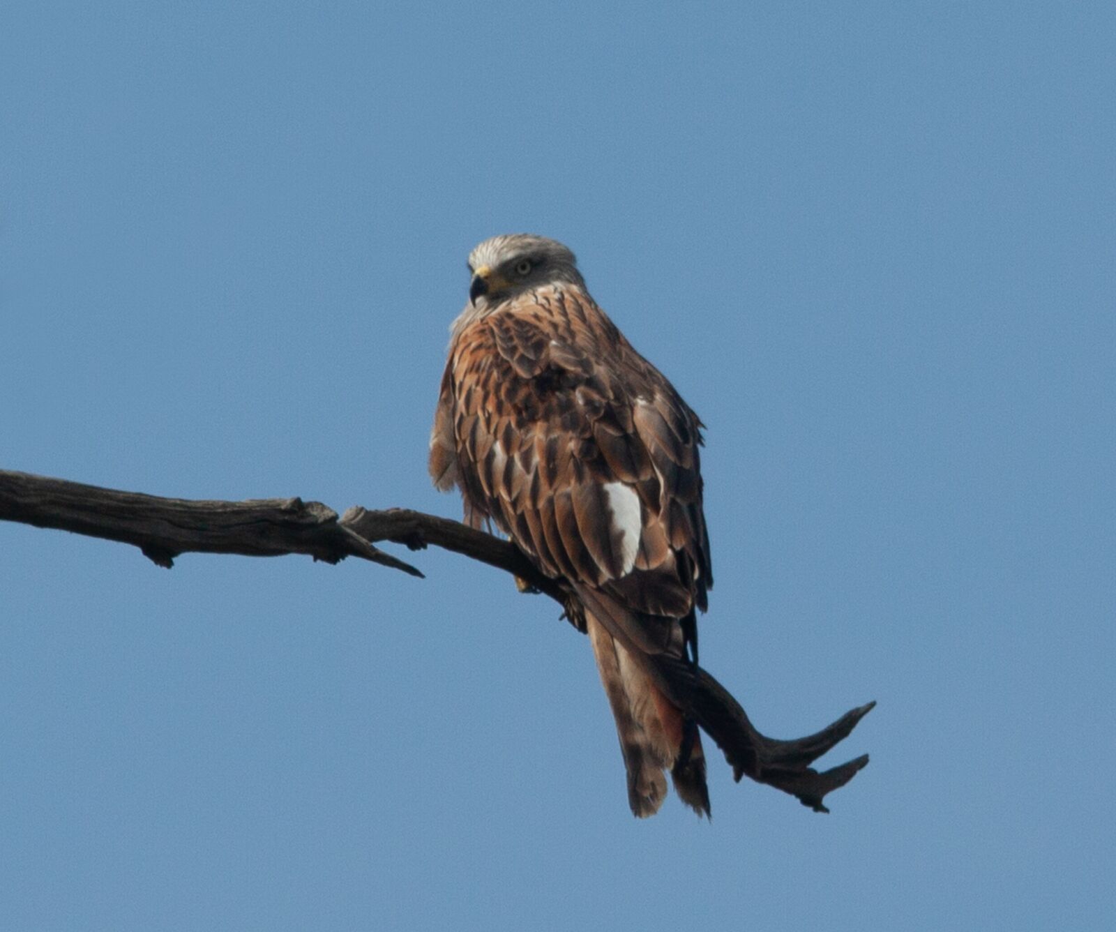 150-600mm F5-6.3 DG OS HSM | Contemporary 015 sample photo. Red kite, red kite photography