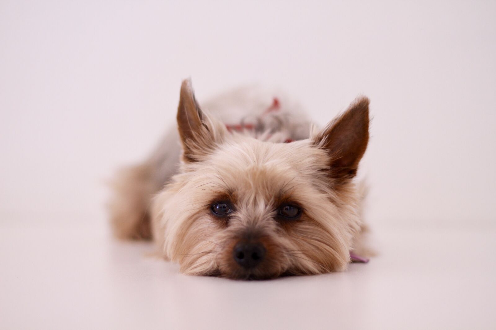 Canon EOS 7D sample photo. Dog, yorkshire terrier, paris photography