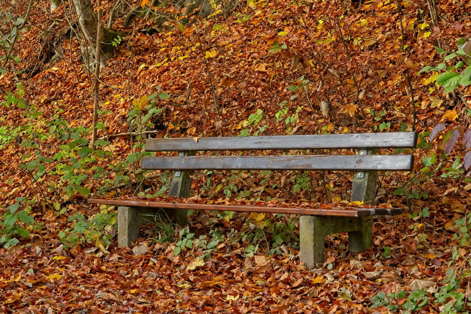Nikon D7100 sample photo. Autumn, bench, bank photography