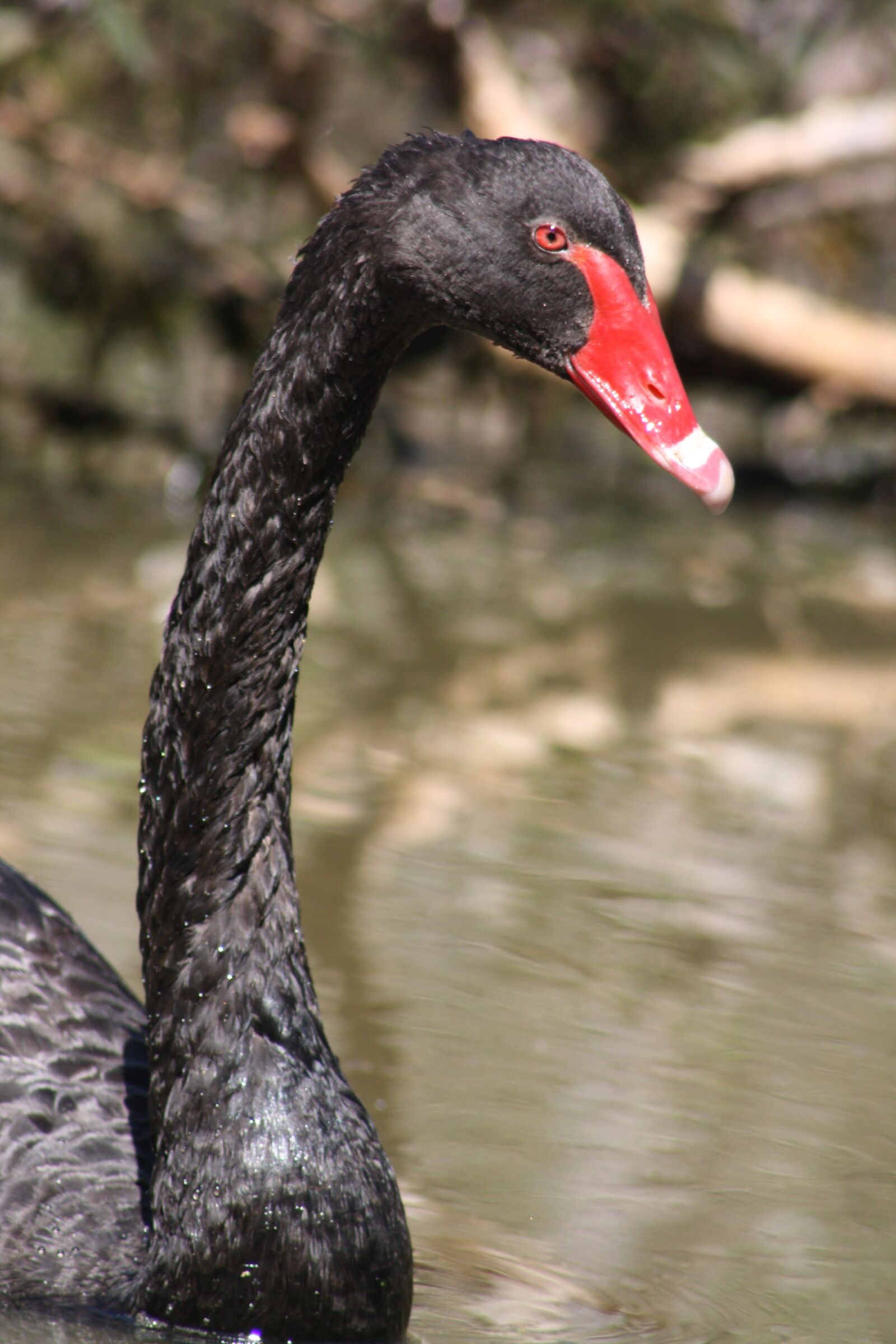 Canon EOS 1000D (EOS Digital Rebel XS / EOS Kiss F) sample photo. Swan, black, head photography