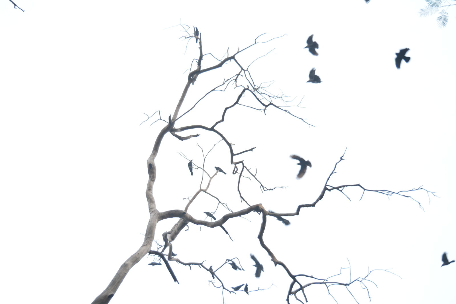 Nikon D5200 sample photo. Birds, bright, dead, tree photography