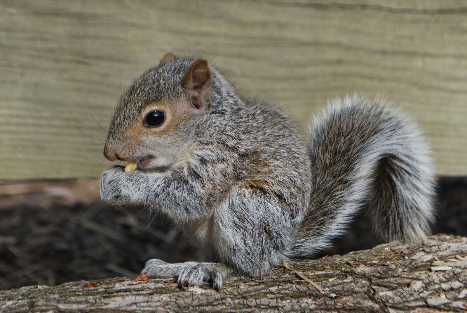 Nikon D60 sample photo. Squirrel, squirrel eating, wildlife photography