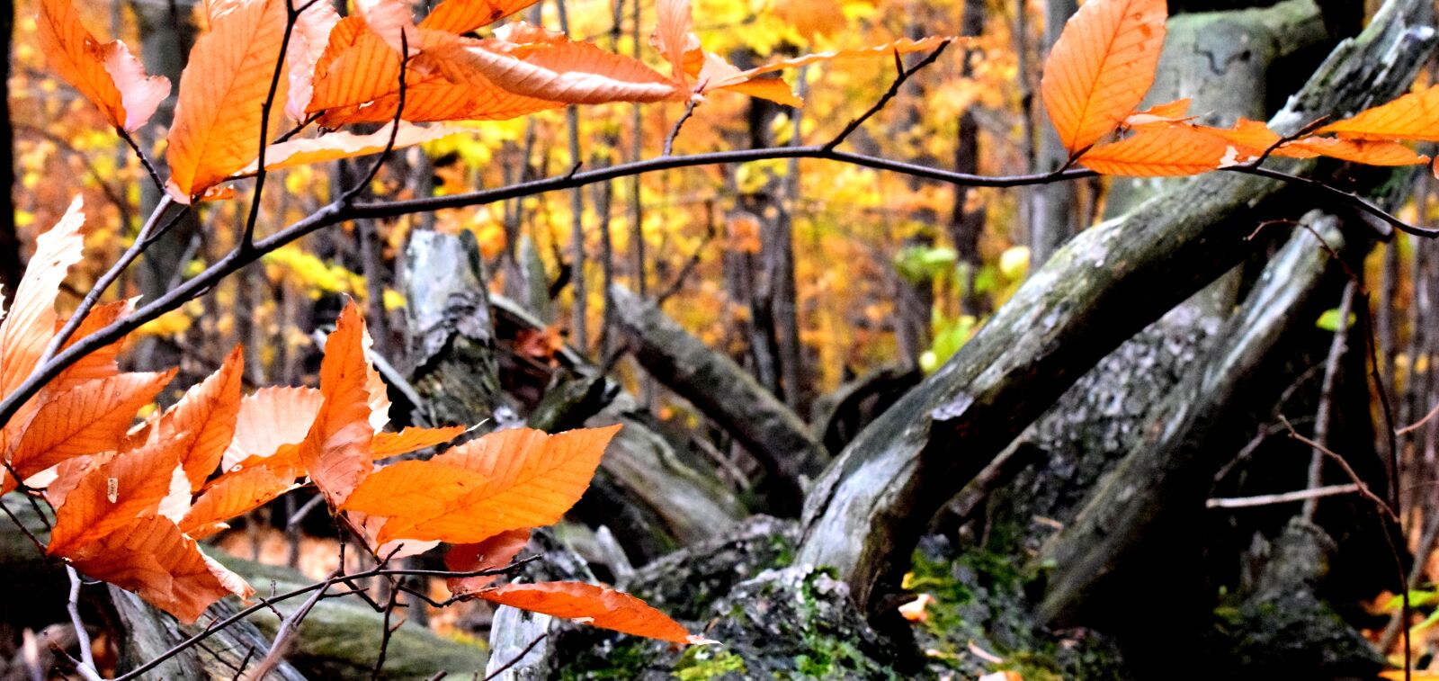 Nikon D3300 sample photo. Fall, leaves, autumn photography
