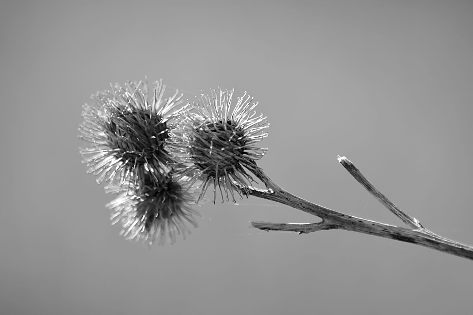Nikon D5200 sample photo. Thistles, plant, nature photography