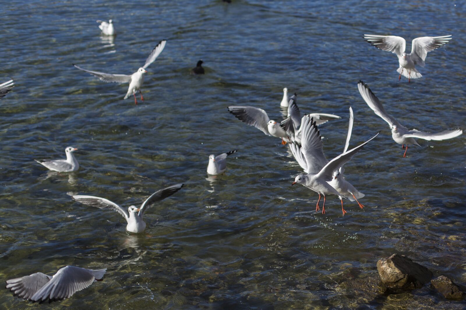 Canon EOS 6D + Canon EF 50mm F1.4 USM sample photo. Gulls, white gulls, birds photography