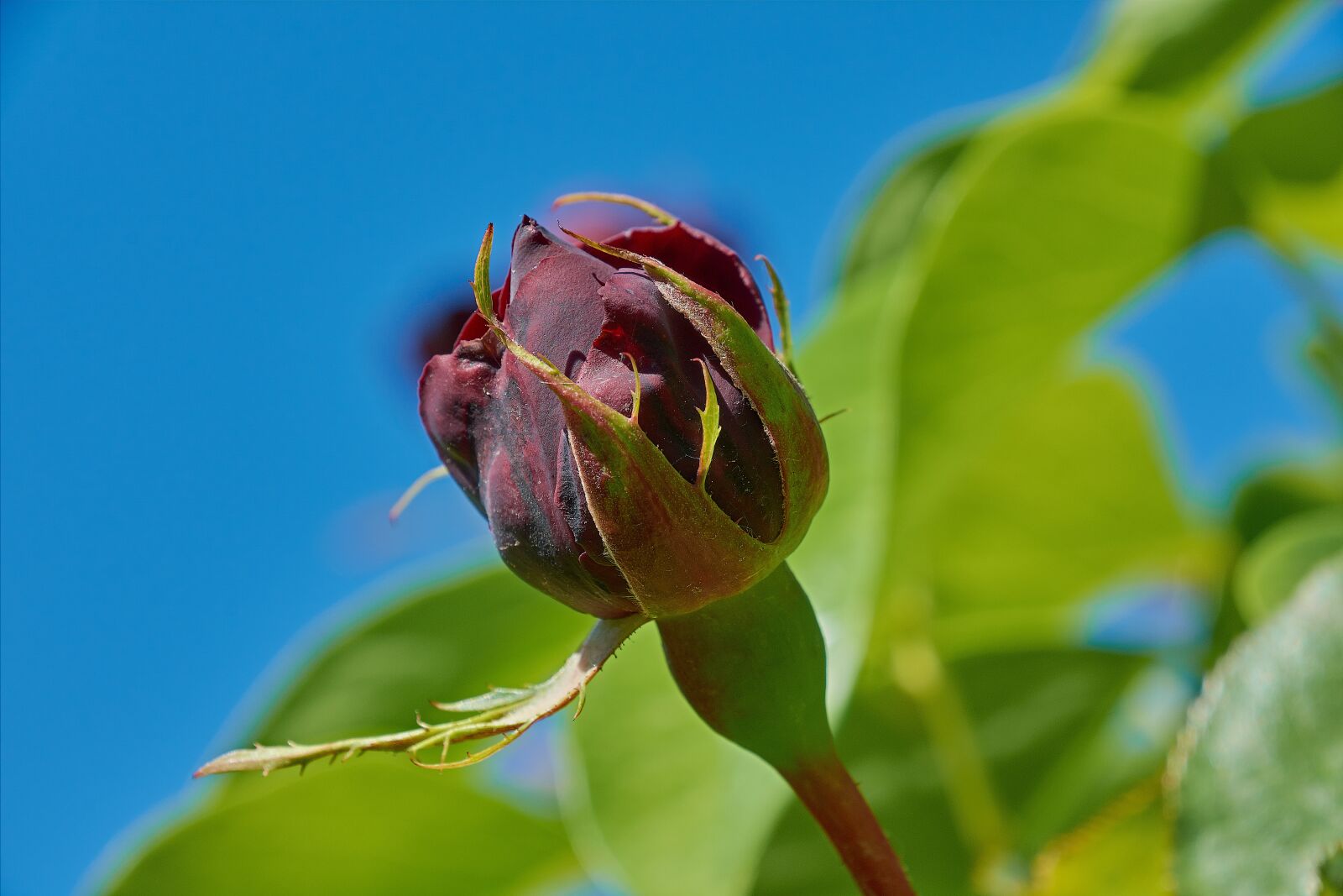 Nikon D7200 sample photo. Rosa, purple, flowers photography