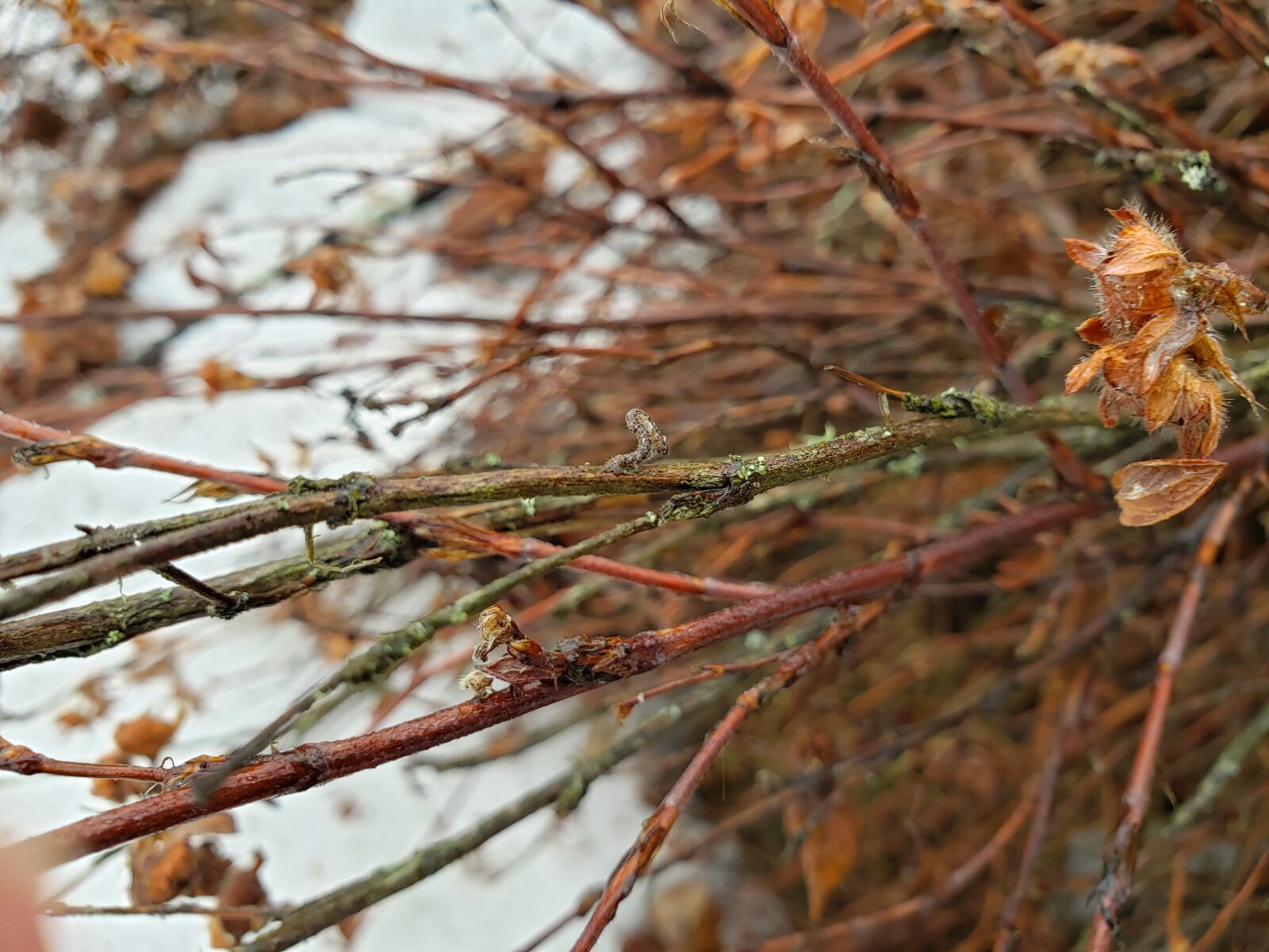 Samsung Galaxy S9 sample photo