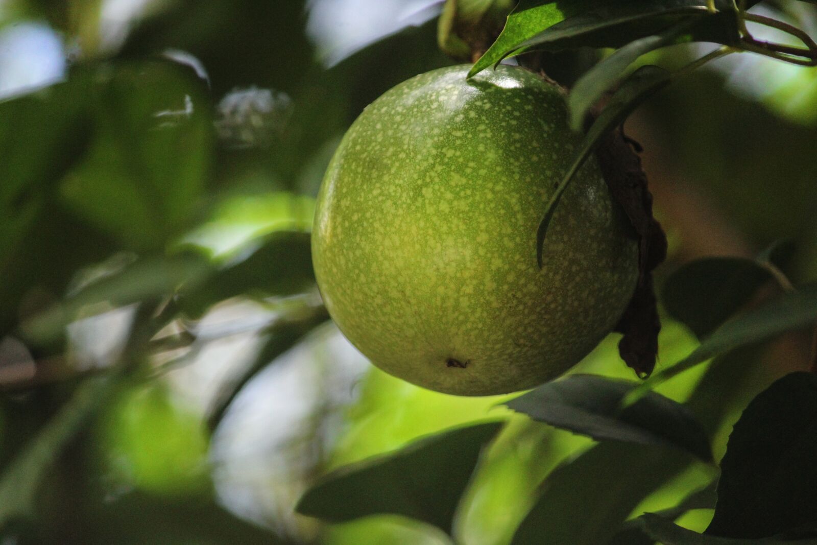 Canon EOS 1300D (EOS Rebel T6 / EOS Kiss X80) sample photo. Passion fruit, fruit hanging photography