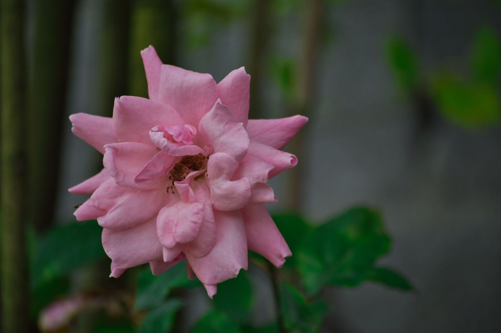 Nikon D3200 sample photo. Costa rica, garden, flower photography