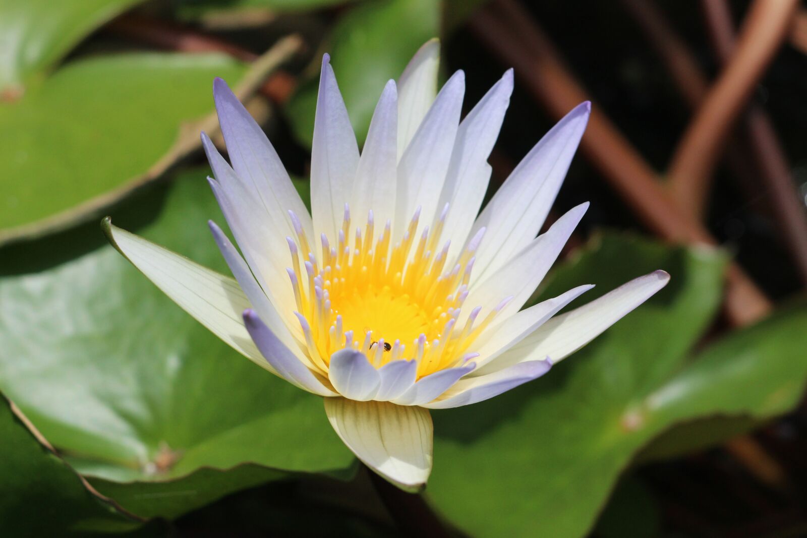 Canon EF 70-300 F4-5.6 IS II USM sample photo. Lotus, insect, aquatic plants photography