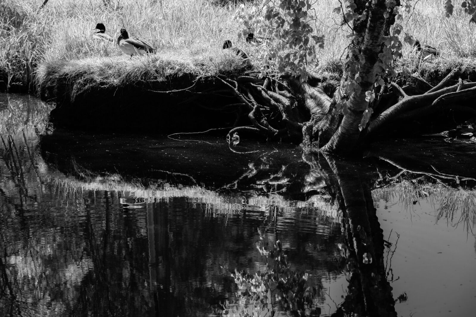 Canon EOS R sample photo. Duck, water, lake photography