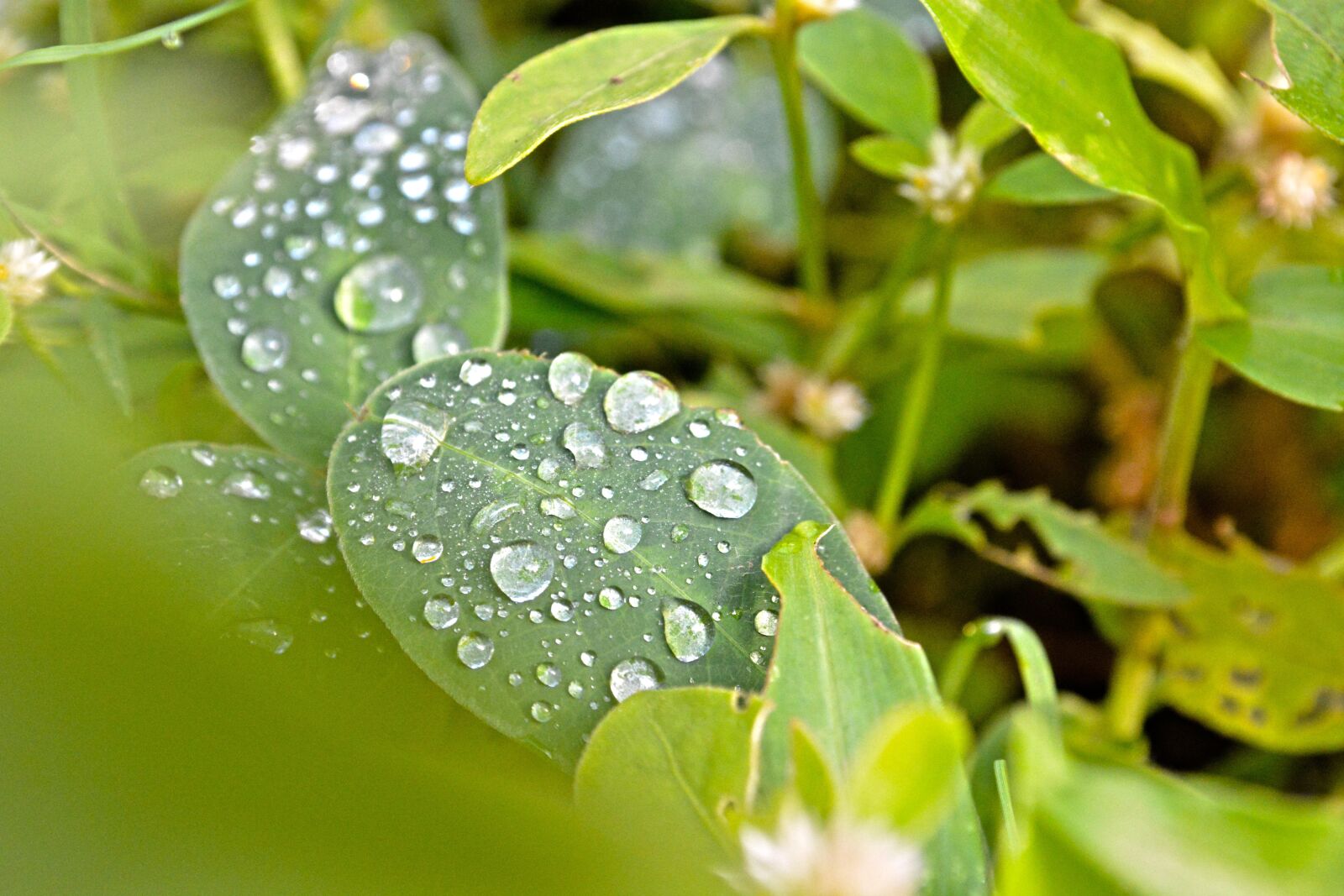 Nikon D5200 sample photo. Green, water, nature photography