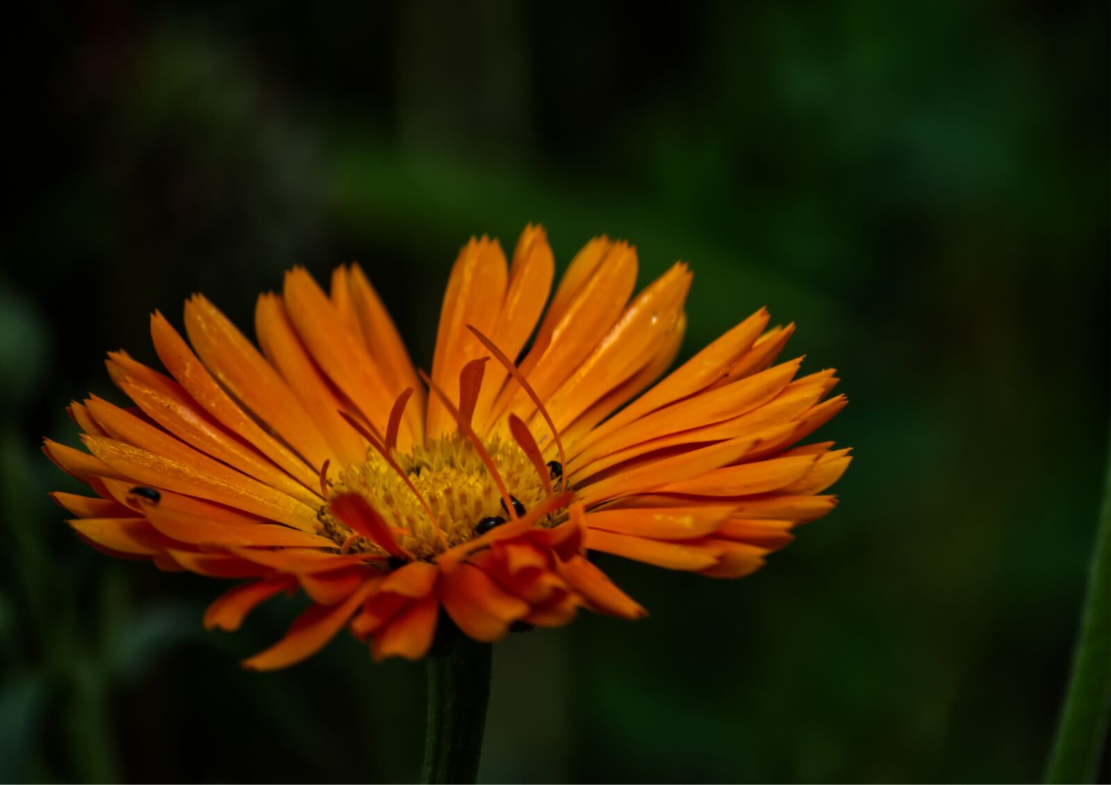 Nikon D5500 sample photo. Flower, blossom, bloom photography