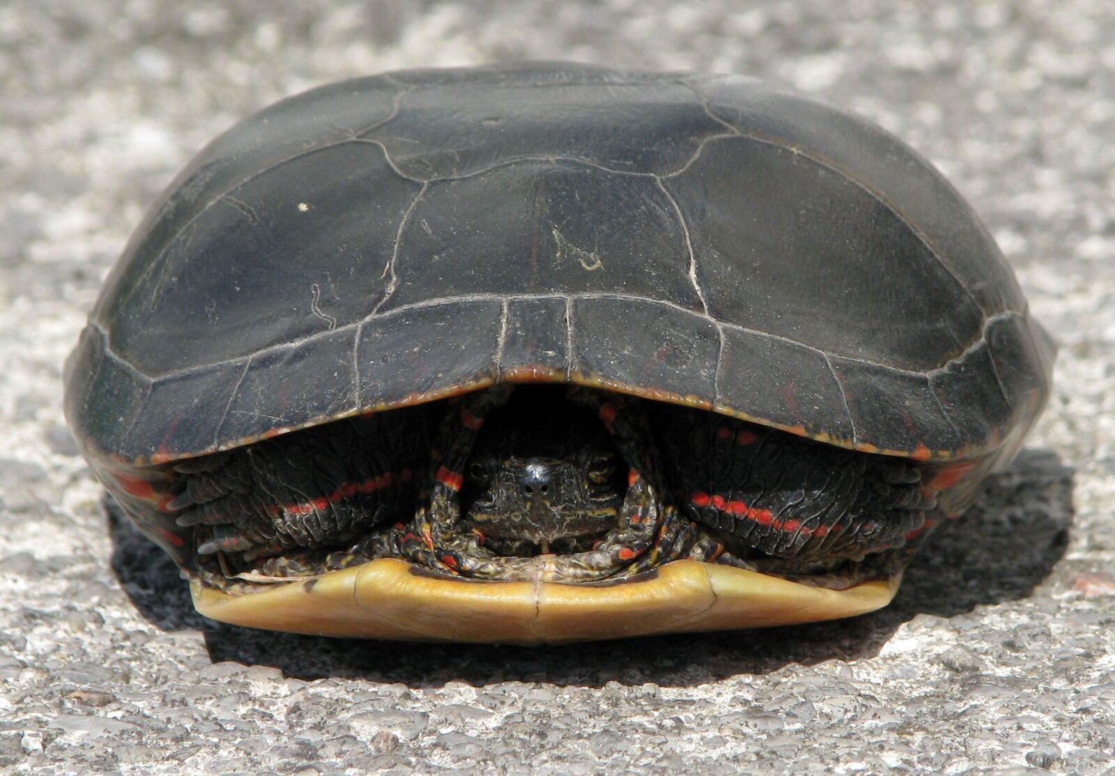 Canon POWERSHOT S5 IS sample photo. Painted turtle, chrysemys picta photography