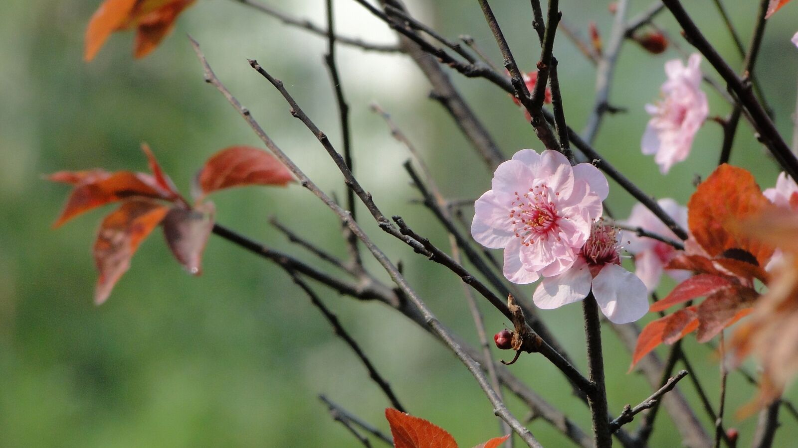 Sony Cyber-shot DSC-HX1 sample photo. Flower, yu lee, spring photography