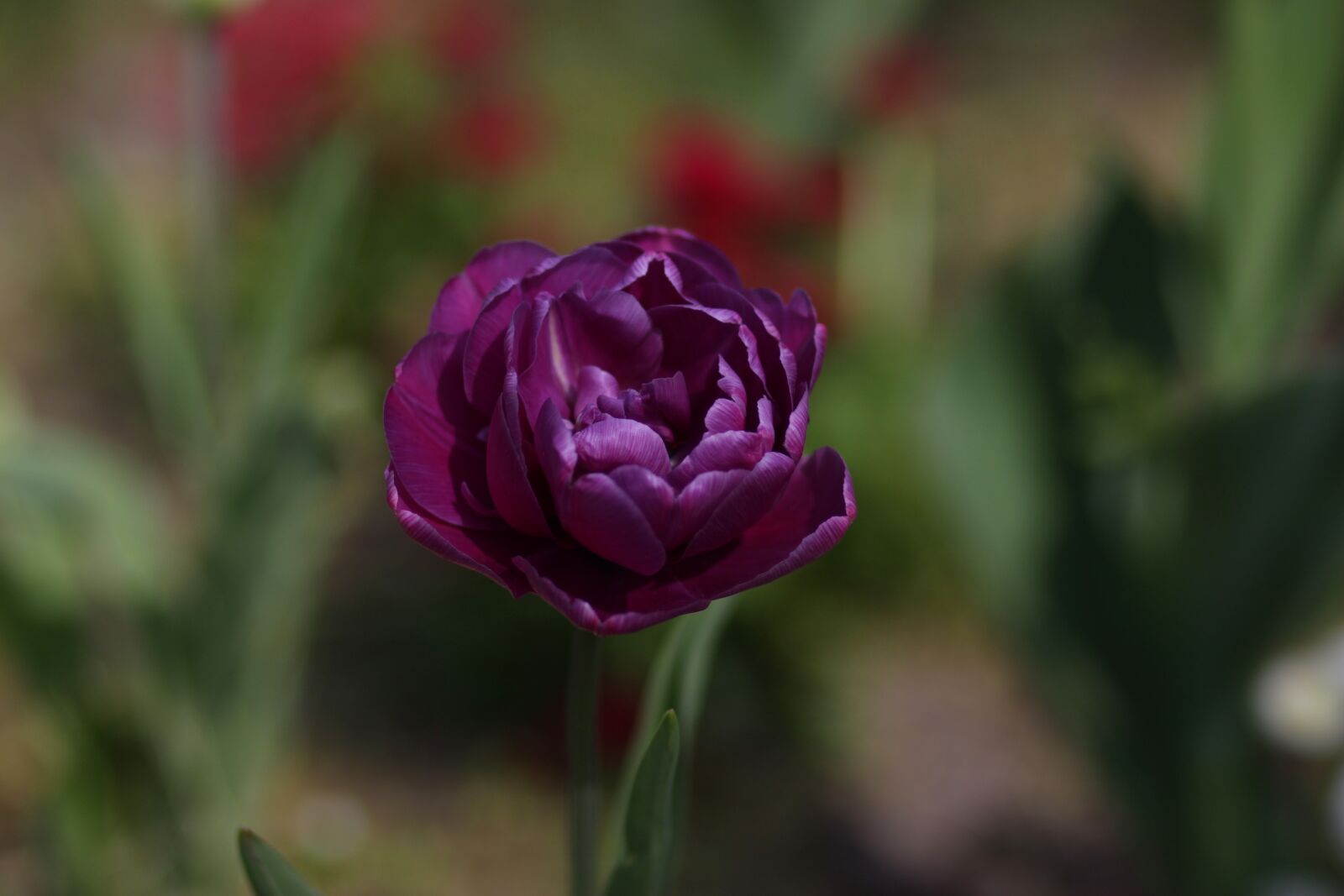 Canon EF 85mm F1.8 USM sample photo. Tulip, mov, flowers photography